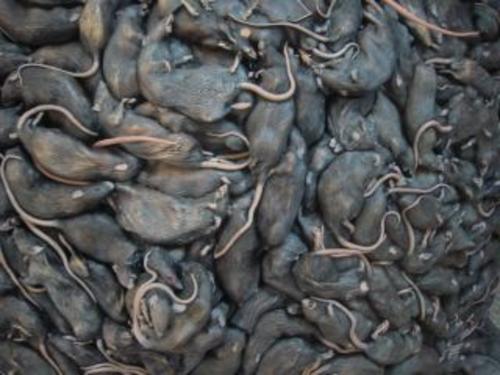 Les hommes et les rats : commensaux, reflet ou compétiteurs ?